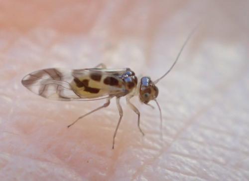 Réf. 240 055 : Graphopsocus cruciatus